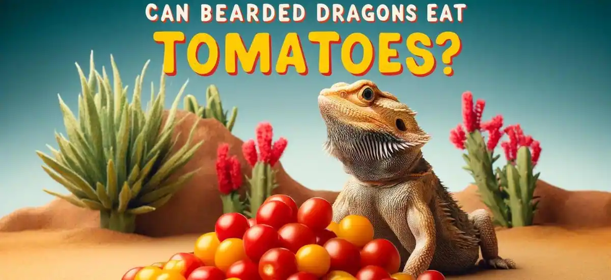 Can Bearded Dragons Eat Tomatoes?