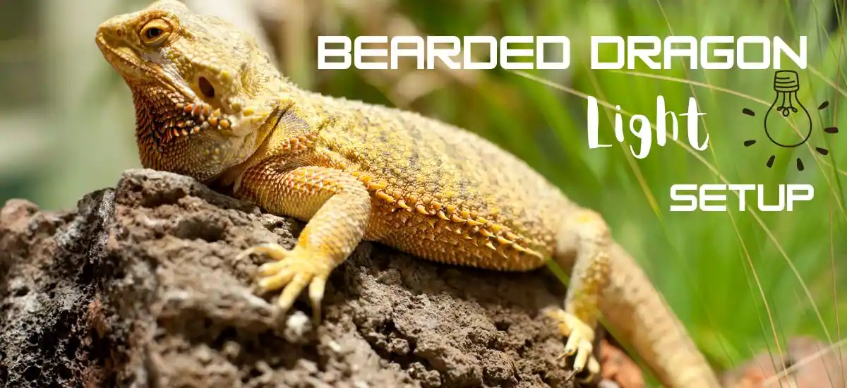 Complete Bearded Dragon Light Setup Checklist: Must-Haves