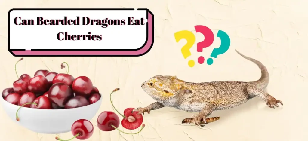 Can Bearded Dragons Eat Cherries