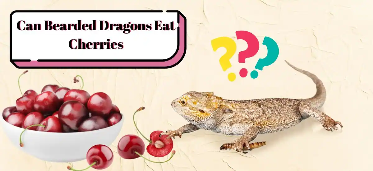 Can Bearded Dragons Eat Cherries? 10 Facts To Take Away
