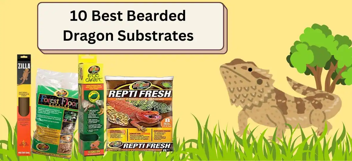 Top 10 Best Bearded Dragon Substrates