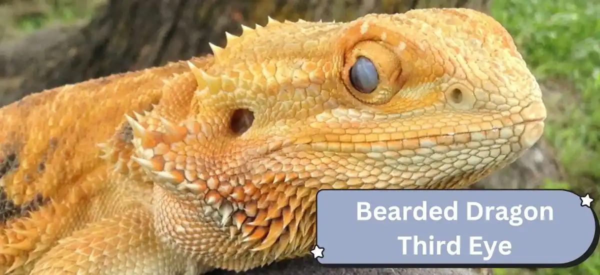 Bearded Dragon Third Eye