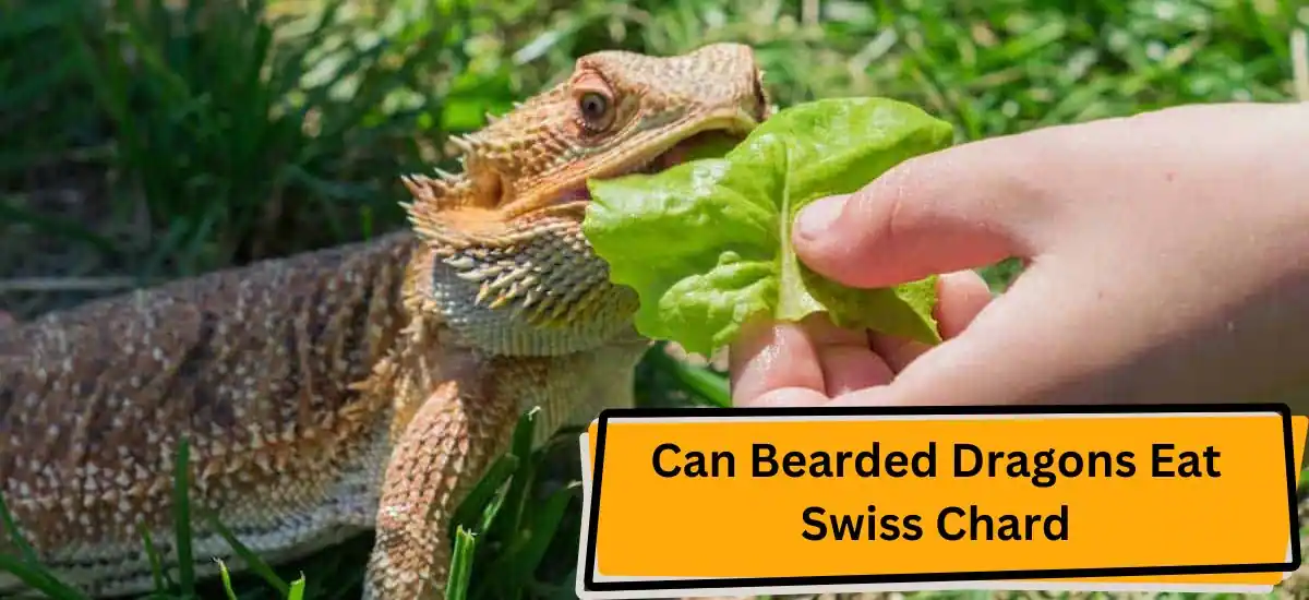 Can Bearded Dragons Eat Swiss Chard? Find Out Now!